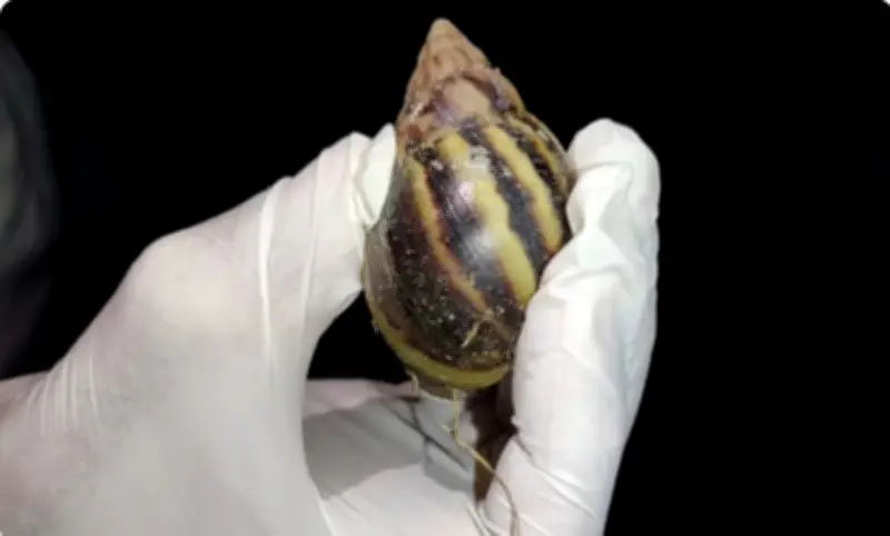 Mutirão do ICMBio em Noronha para capturar caramujo-africano