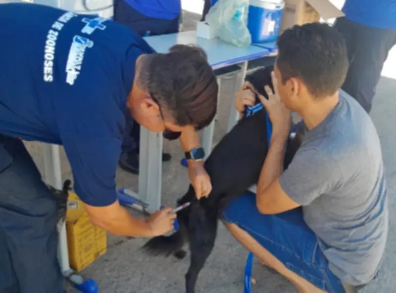 Natal inicia campanha de vacinação antirrábica para cães e gatos em 2026