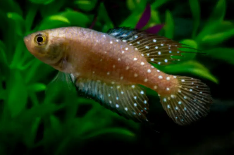 Nova espécie de peixe-das-nuvens é descoberta no Pantanal