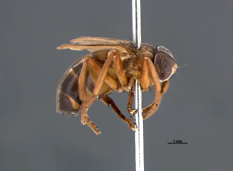 Nova mosca intriga cientistas ao viver em ninhos com 1 milhão de vespas