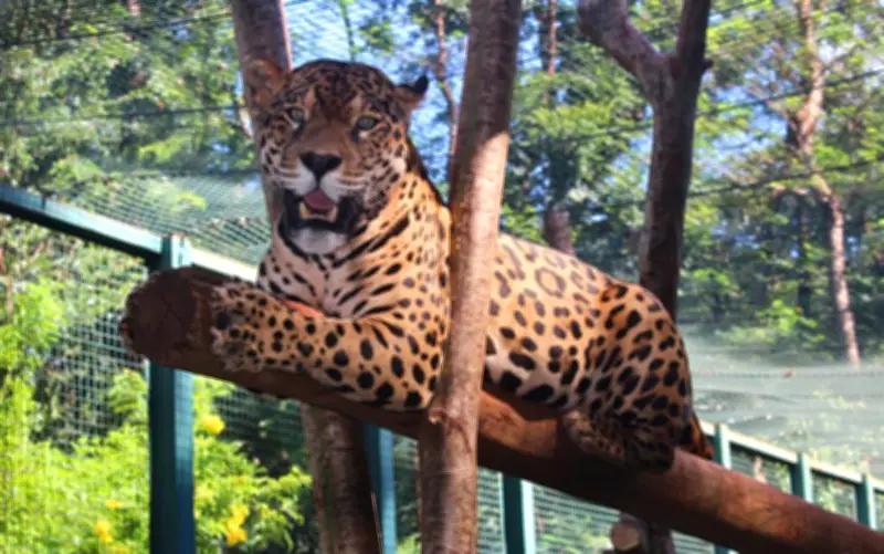 Onça Caeté celebra um ano no Zoológico de Guaíra com festa e 900 fãs