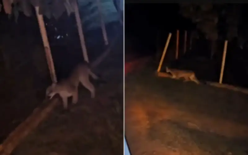 Onça-parda invade quintal e muda rotina em fazenda de Goiás