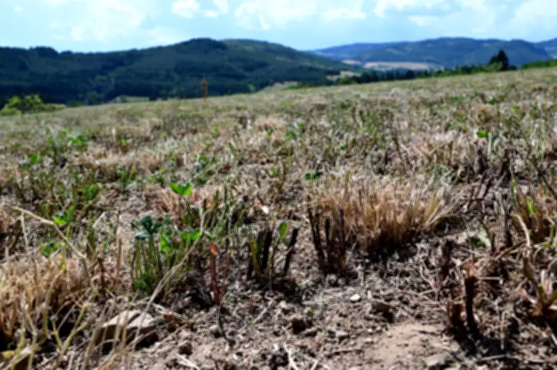 Onda de calor na França mata aves e reduz colheitas em 30%