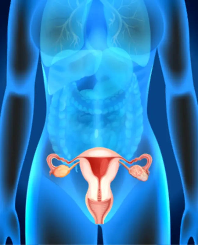 Ovários pós-menopausa ganham funções imunológicas, revela estudo