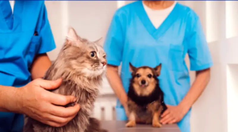 Paraíba Pet oferece 3.100 vagas para castração de cães e gatos em julho