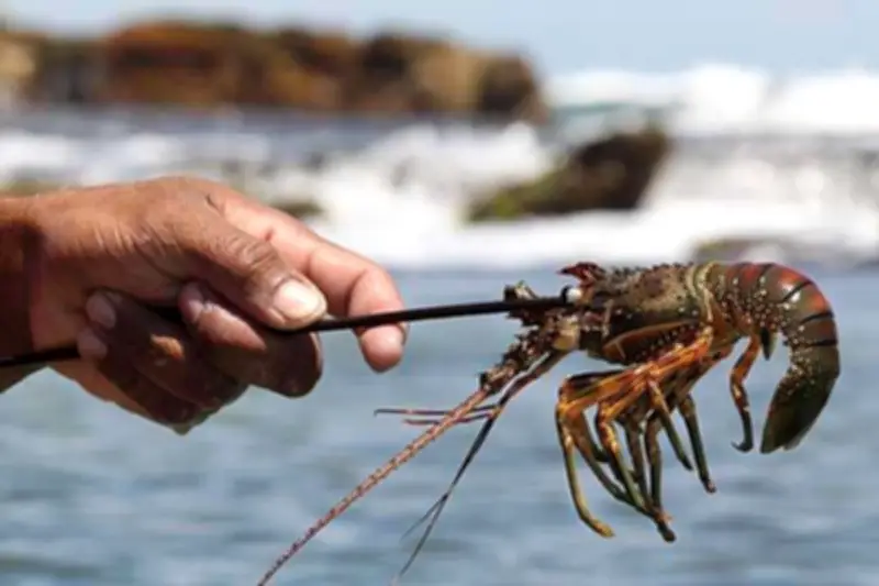 Pesca de lagosta com compressor: violação de direitos humanos no RN