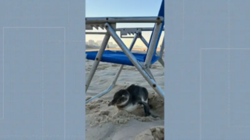 Pinguim aparece na Praia de Ipanema e encanta banhistas no Rio