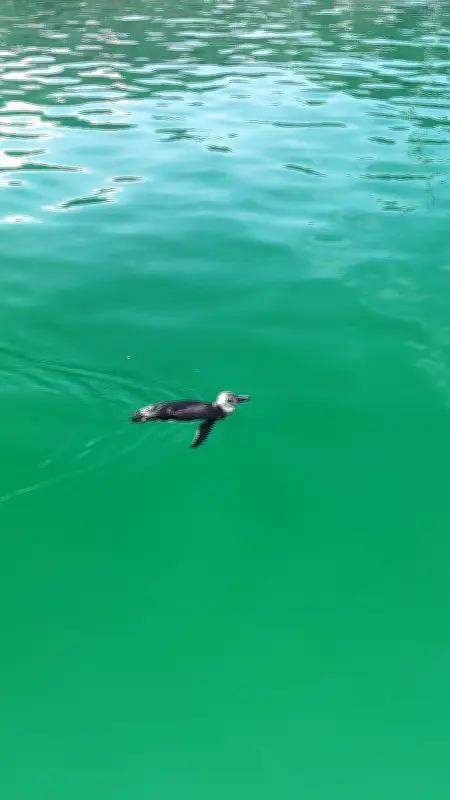 Pinguim-de-magalhães é avistado nadando em Angra dos Reis