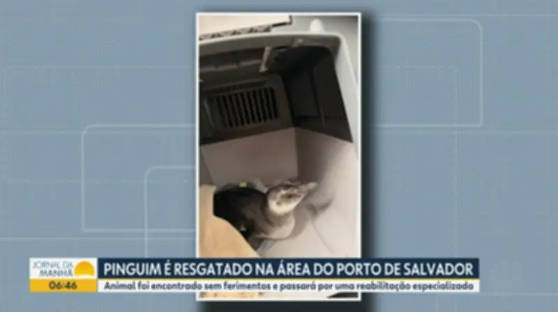 Pinguim é resgatado no porto de Salvador, primeiro caso de 2026 na Bahia