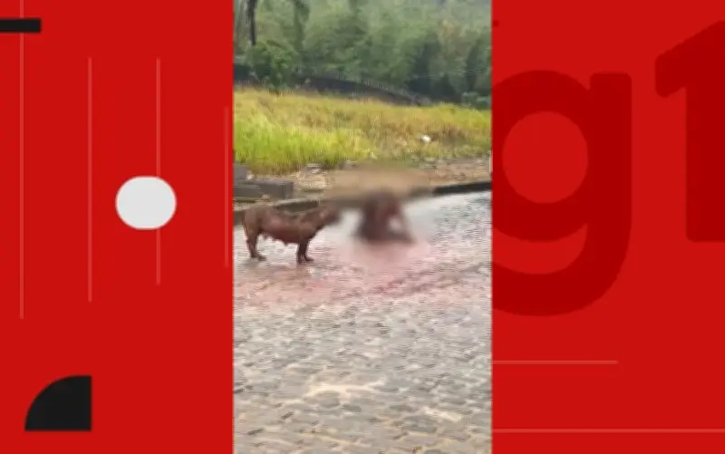 Pitbull ataca e mata cachorro de rua após escapar de casa na Bahia