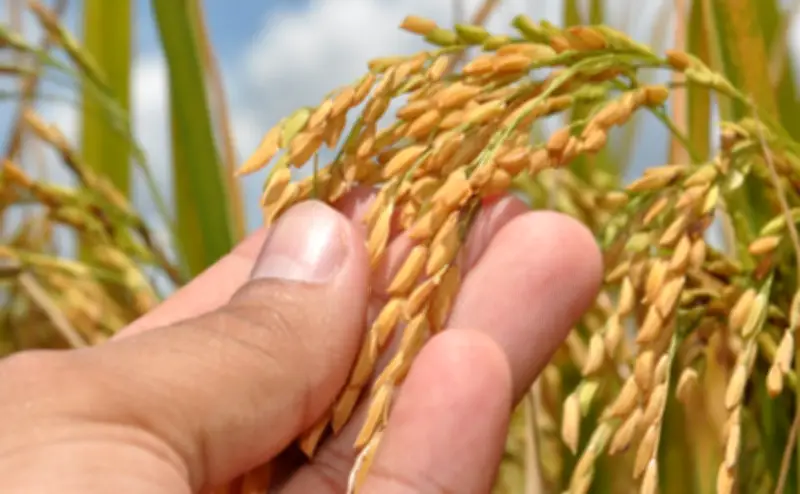 Projeto Rio Formoso no TO é destaque na produção nacional de arroz