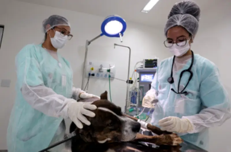 São Paulo ganha 5º hospital veterinário público na Zona Leste