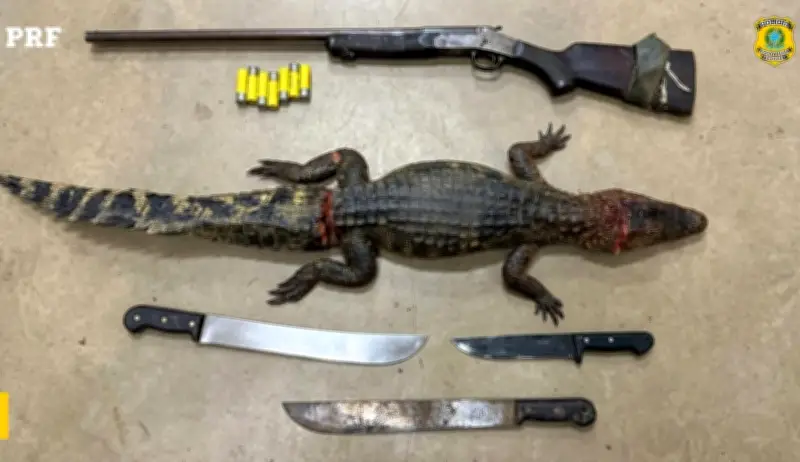Três flagrados com jacaré abatido e arma em Roraima