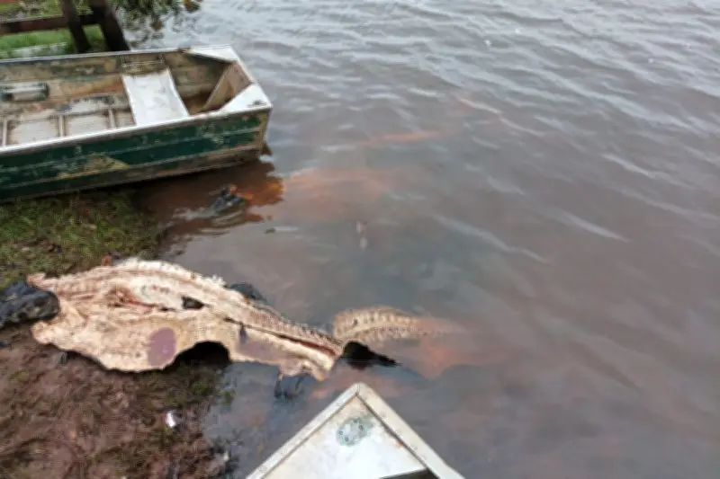 Três presos no Pantanal por abate de jacarés e furtos de gado
