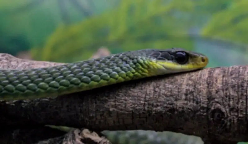 Três serpentes são encontradas em creche de Rio Branco; ninguém se feriu