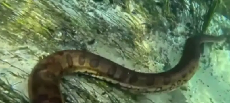 Turistas mergulham ao lado de sucuri gigante em Bonito