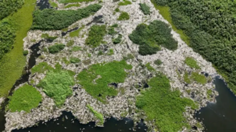 Usina recusa acordo de R$ 18 milhões por mortandade de peixes no Rio Piracicaba