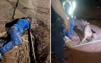 Cachorro preso em tubulação é resgatado pela GCM em Guaíra, SP