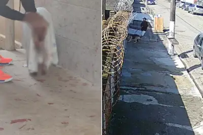 Cadela é atacada por American Bully pelo portão e internada no litoral de SP