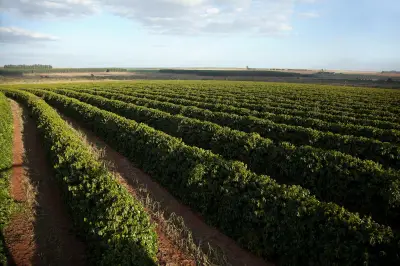 Casal preso em Portugal por golpe de R$ 1 milhão em cafeicultores
