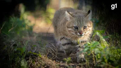 Gato-palheiro-pampeano: felino raro perde 25% do habitat e tem 250 animais