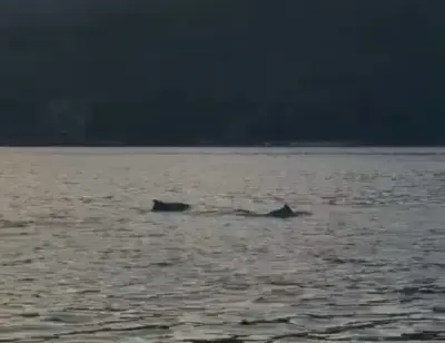Golfinhos são avistados em Angra dos Reis durante aula de canoa