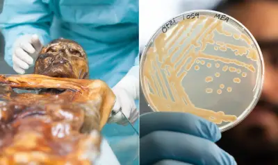 Leveduras de múmia de 5.300 anos inspiram pães e cervejas do futuro