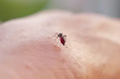 Super El Niño pode mais que dobrar casos de dengue no Sudeste