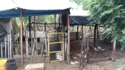 Ataque de cães a galinheiro mata 150 frangos no RN