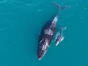 Baleia-jubarte e filhote são avistados em Arraial do Cabo