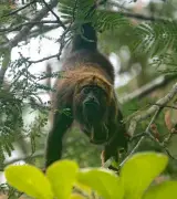 Bugios voltam a aparecer no Parque do Desengano após febre amarela