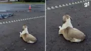 Cachorro permanece ao lado do corpo de vítima de atropelamento no RS