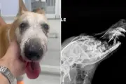 Cadela Jadi perde dentes e tem face reconstruída após ataque de American Bully