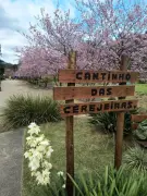 Cerejeiras transformam tragédia em esperança em Teresópolis