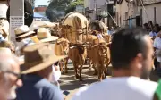 Desfile de carros de boi reúne mais de 500 veículos na Romaria do Divino Pai Eterno