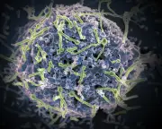 França: 1º paciente com Ebola se recupera, diz ministra