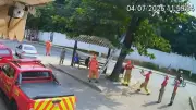 Gato cai de árvore e é salvo por bombeiros em Guapimirim