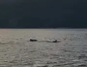 Golfinhos são avistados em Angra dos Reis durante aula de canoa