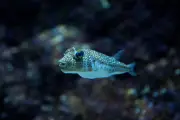 Grécia paga pescadores para conter avanço de peixes tóxicos com calor extremo