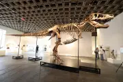 'Gus', tiranossauro mais completo do mundo, é leiloado em NY