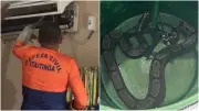 Jiboia é resgatada dentro de ar-condicionado em Itaitinga