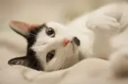 Marília abre inscrições para mutirão gratuito de castração de cães e gatos