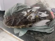 Mulher presa por maus-tratos; cabeça de jacaré e minério ilegal são achados