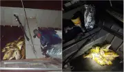 Multa de R$ 2,5 mil por pesca irregular com arpão em Paulicéia
