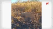 Ossada humana é achada durante combate a incêndio em Corrente, PI