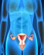 Ovários pós-menopausa ganham funções imunológicas, revela estudo