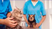 Paraíba Pet oferece 3.100 vagas para castração de cães e gatos em julho