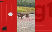 Pitbull ataca e mata cachorro de rua após escapar de casa na Bahia
