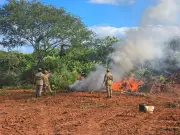 Polícia conclui incineração de 290 mil pés de maconha no Ceará; deputado denuncia droga enterrada