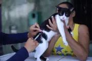 Praça Amiga dos Animais oferece serviços gratuitos em Belém